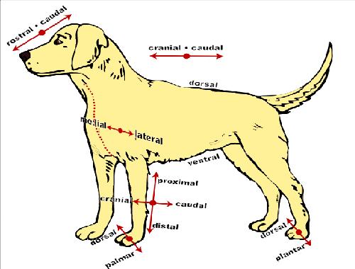 The Anatomy And Physiology Of Animals Directional Terms Worksheet