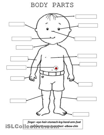 Body Parts Worksheet