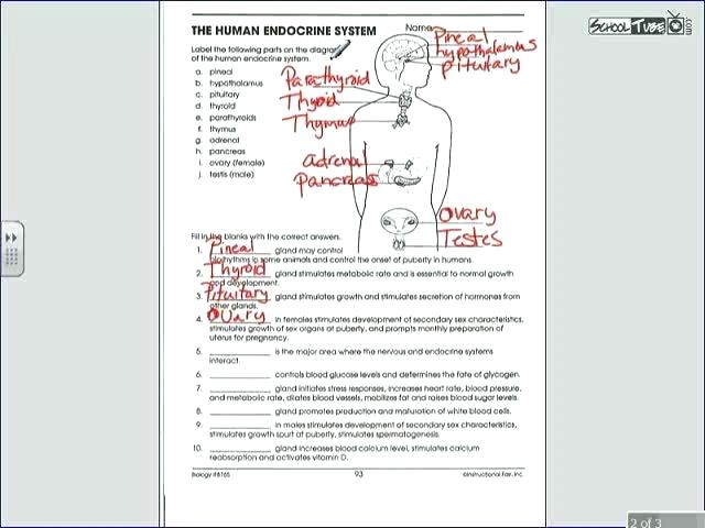 Excretory System Worksheets For Middle School