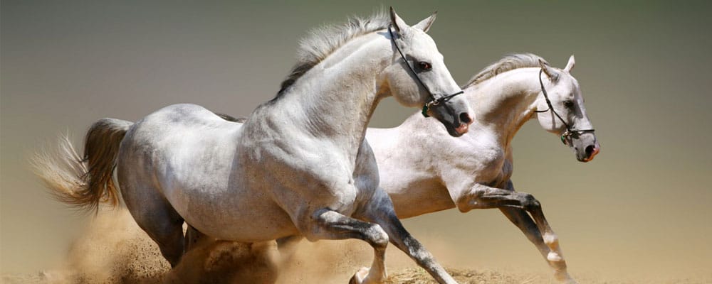 Horse Facts And Worksheets For Kids â¢ Kidskonnect