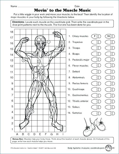 Human Body Systems Worksheets Pdf Cells Tissues Organs Matching