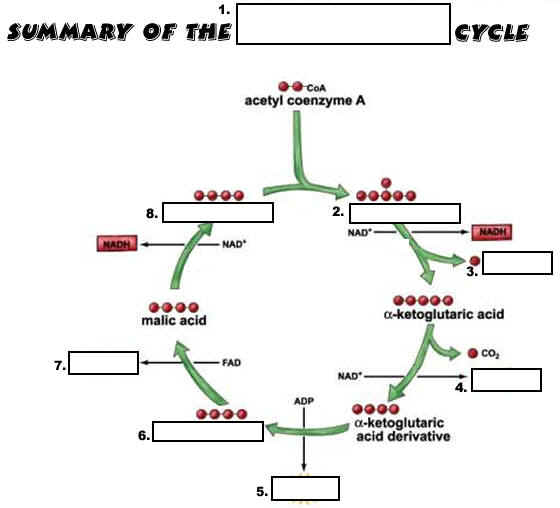 Citric Acid Cycle Worksheets