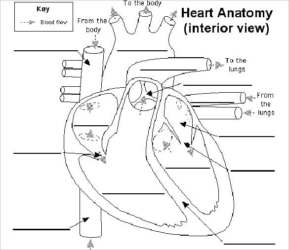 Heart Diagram â 15+ Free Printable Word, Excel, Eps, Psd Template
