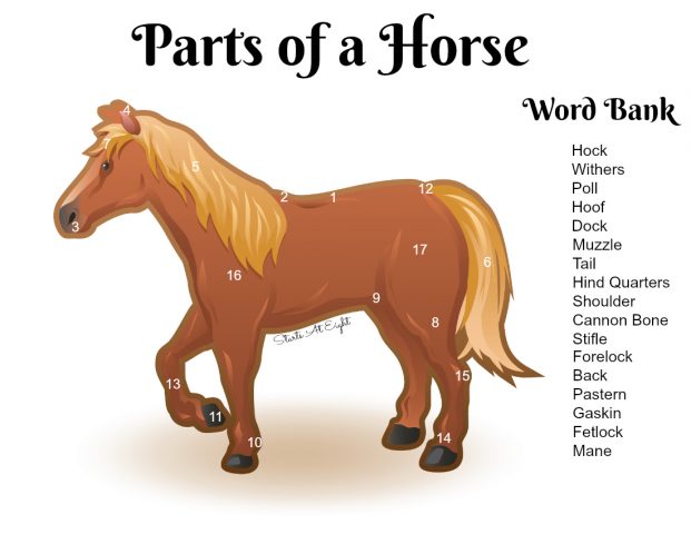 Learning About Horses Worksheets The Best Worksheets Image