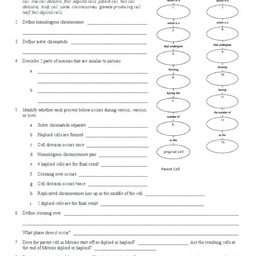Meiosis Worksheet Answers Sw Science 10 Unit 1 Meiosis Worksheet