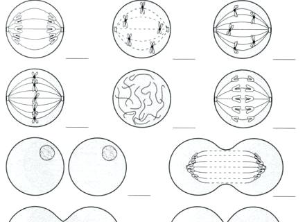 Mitosis Worksheets And Diagram Identification â Openlayers Co Mitosis Worksheets And Diagram Identification â Openlayers Co
