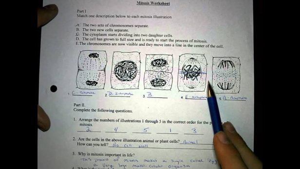 Worksheet  Mitosis Worksheet And Diagram Identification Answers