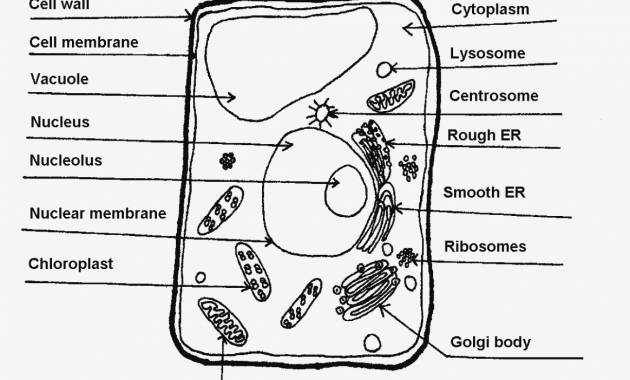 Label Plant Cell Worksheets