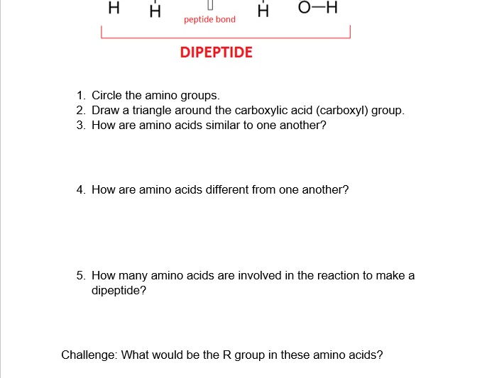 Protein And Lipid Worksheet By Dblackford