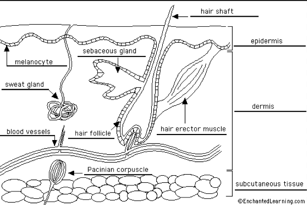 Human Body Systems