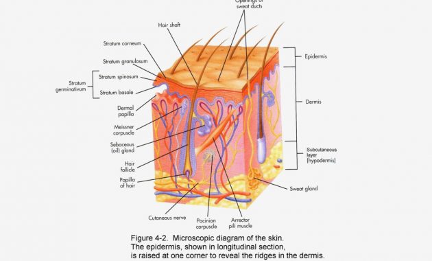 Skin Anatomy Diagram Worksheet Skin Diagram Anatomy â Skin Skin Anatomy Diagram Worksheet Skin Diagram Anatomy â Skin
