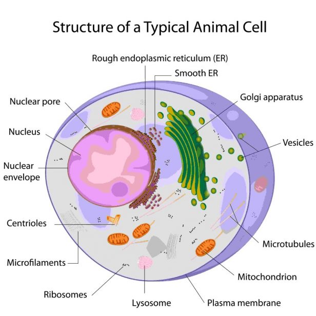 Worksheet  Mitosis Worksheet And Diagram Identification Answers