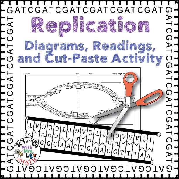 Dna Replication Activity, Diagram, And Reading For High School