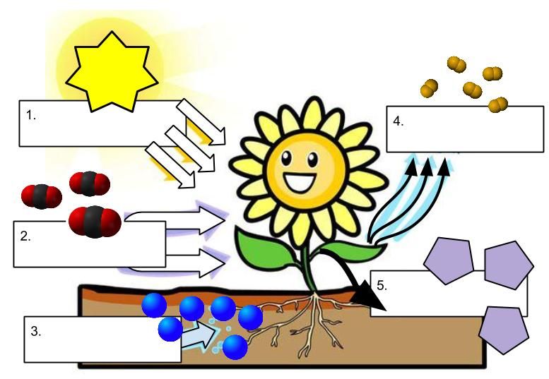 Pin On Cells