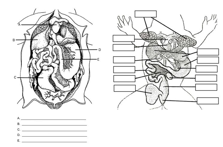 Frog Anatomy Labeling