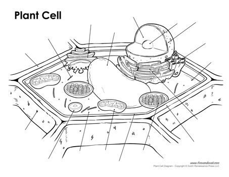 Blank Plant Cell Diagram