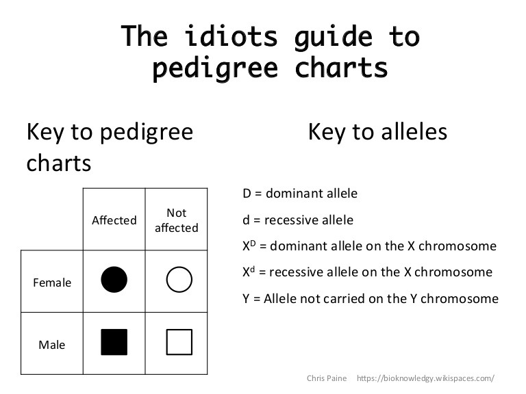 14 Rational Simple Pedigree Worksheet