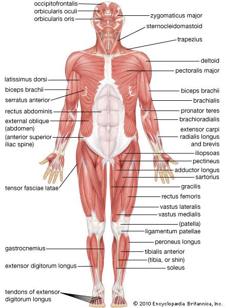 Human Muscle System