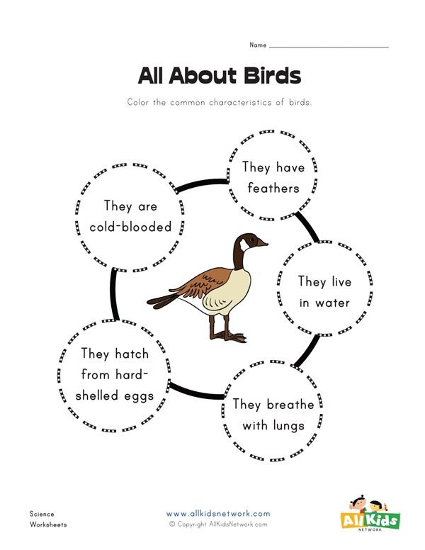 all-about-birds-worksheet-free-worksheets-samples