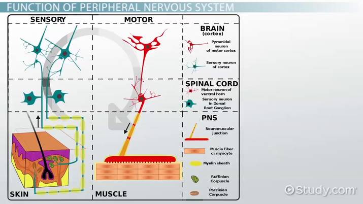 Peripheral Nervous System  Definition, Function & Parts