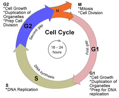Cell Cycle Drawing Worksheet At Paintingvalley Com