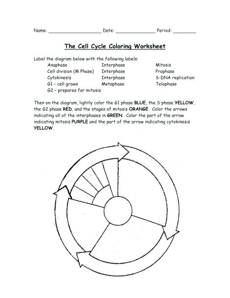 Cell Cycle Drawing Worksheet At Paintingvalley Com