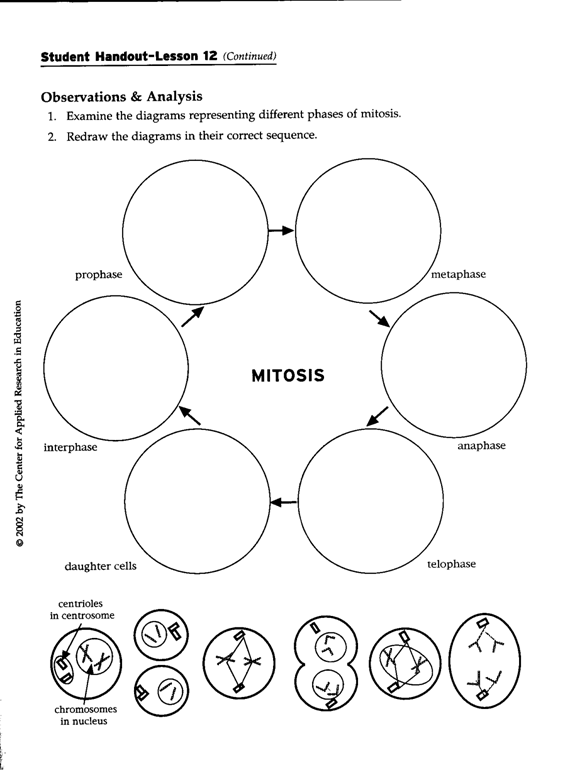 Cell Division Mitosis Worksheet Answers