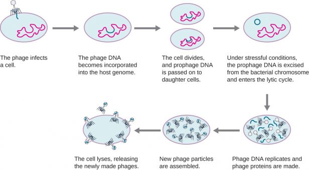 Worksheet  Mitosis Worksheet And Diagram Identification Answers