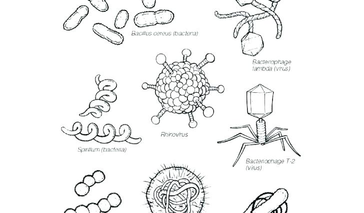 Cell Membrane Coloring Worksheet Answer Key Biology Junction