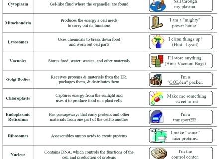 Cells And Organelles Worksheet Answer Key 5th Grade Math