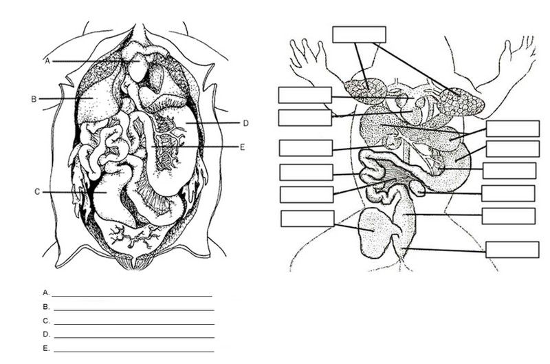 Frog Anatomy Labeling Worksheet