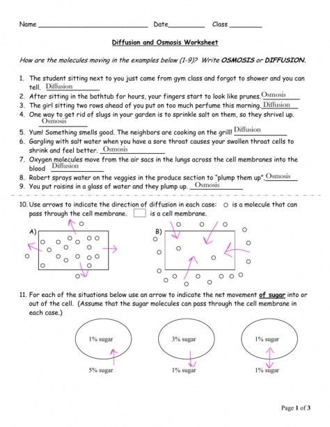 Diffusion And Osmosis Worksheet Answer Key Name Tracing Worksheets