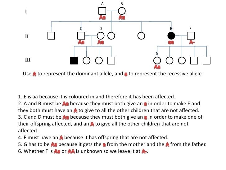 14 Rational Simple Pedigree Worksheet
