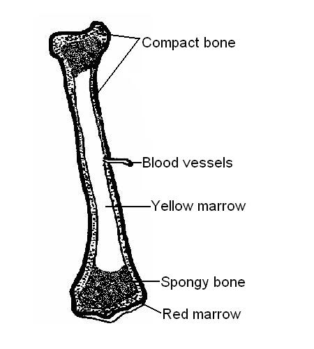 Skeleton Worksheet Answers