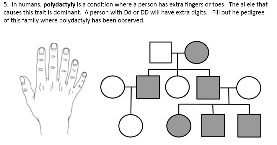Analyzing Human Pedigrees