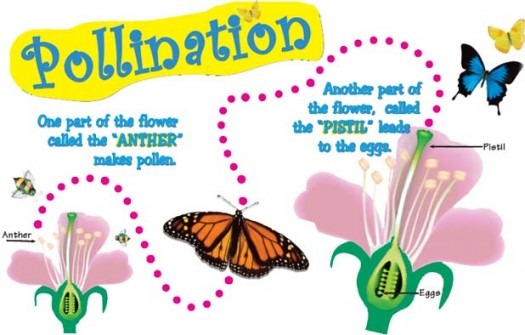 Pollination And Fertilization Of Plants Worksheet