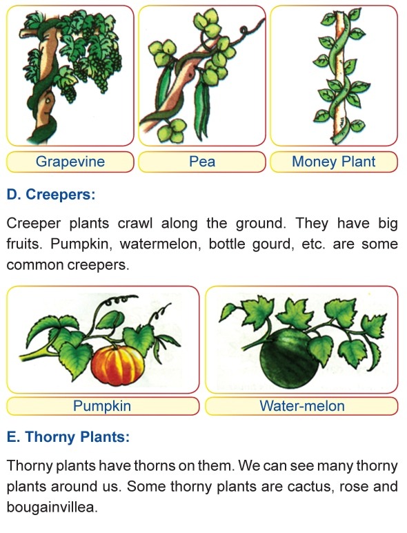 Grade 1 Science Lesson 2 The Plant Kingdom