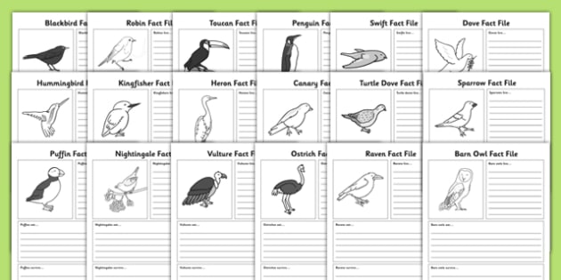 Bird Fact File Worksheets
