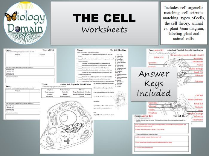 The Cell Worksheets By Biologydomain