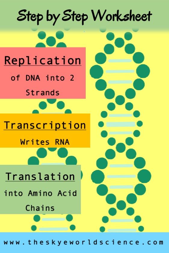 Replication, Transcription, And Translation Worksheet