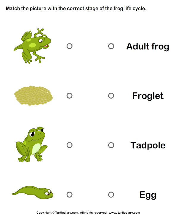 Frog Worksheets For Kindergarten