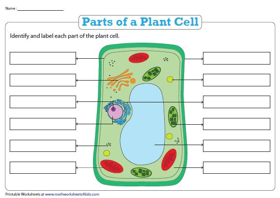 Name The Parts Of A Plant Cell