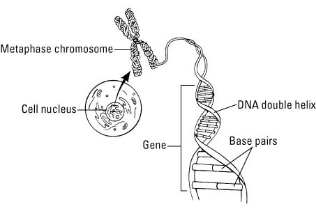 Genetics For Dummies Cheat Sheet