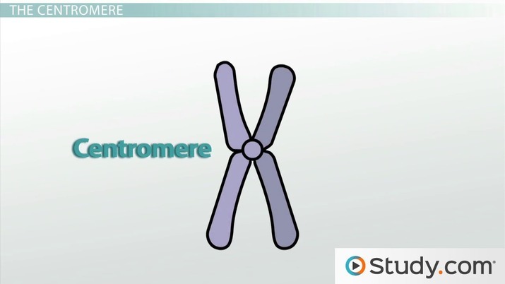 Parts Of A Chromosome & Their Roles Video With Lesson Transcript