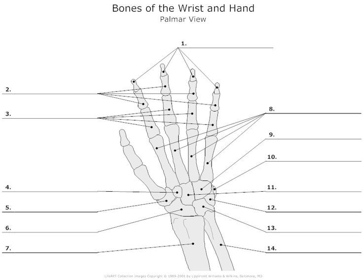 Bones Of The Wrist And Hand Unlabeled