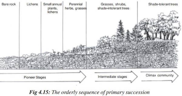 Ecological Succession â Primary & Secondary Succession