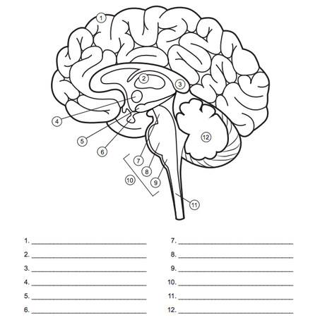 Image Result For Blank Brain Diagrams To Fill In