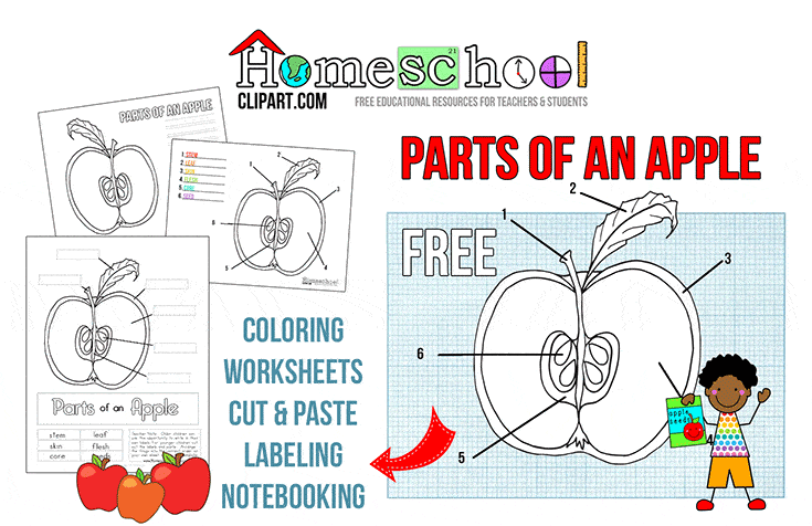 Parts Of An Apple Printables