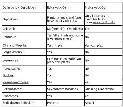The Differences Between Prokaryotic Cells And Eukaryotic Cells