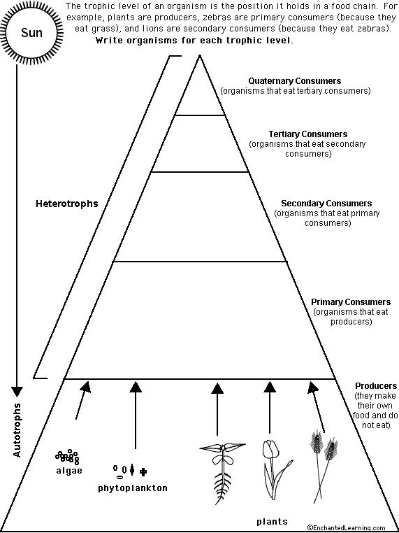 Trophic Level Worksheet Free Worksheets Samples